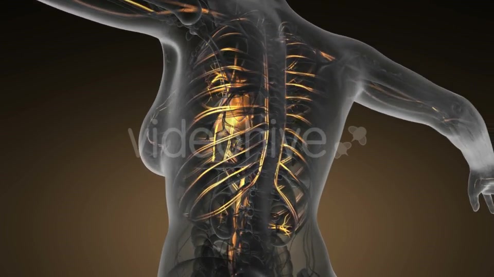 Human Body with Glow Blood Vessels - Download Videohive 19453899