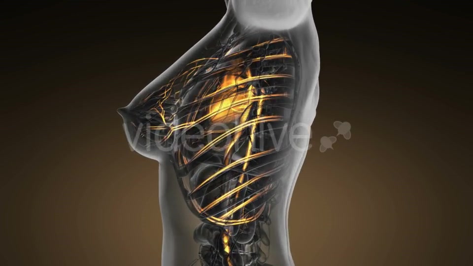 Human Body with Glow Blood Vessels - Download Videohive 19453899