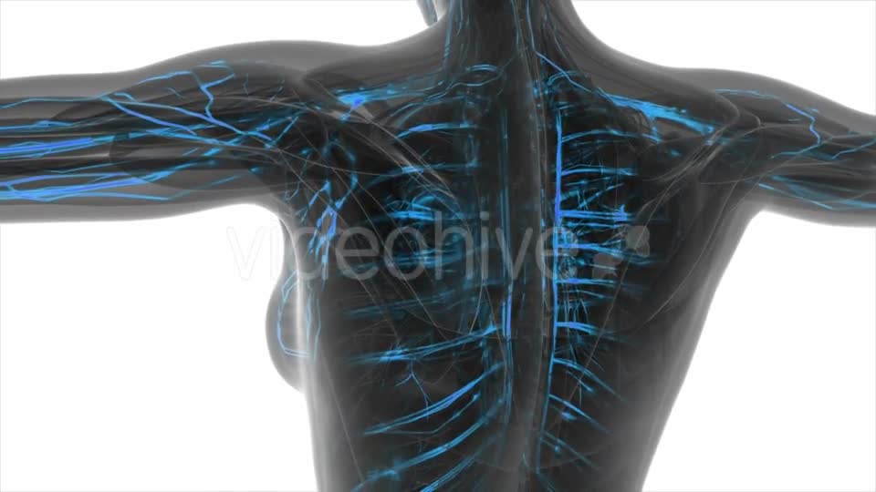 Human Body with Glow Blood Vessels - Download Videohive 19518976