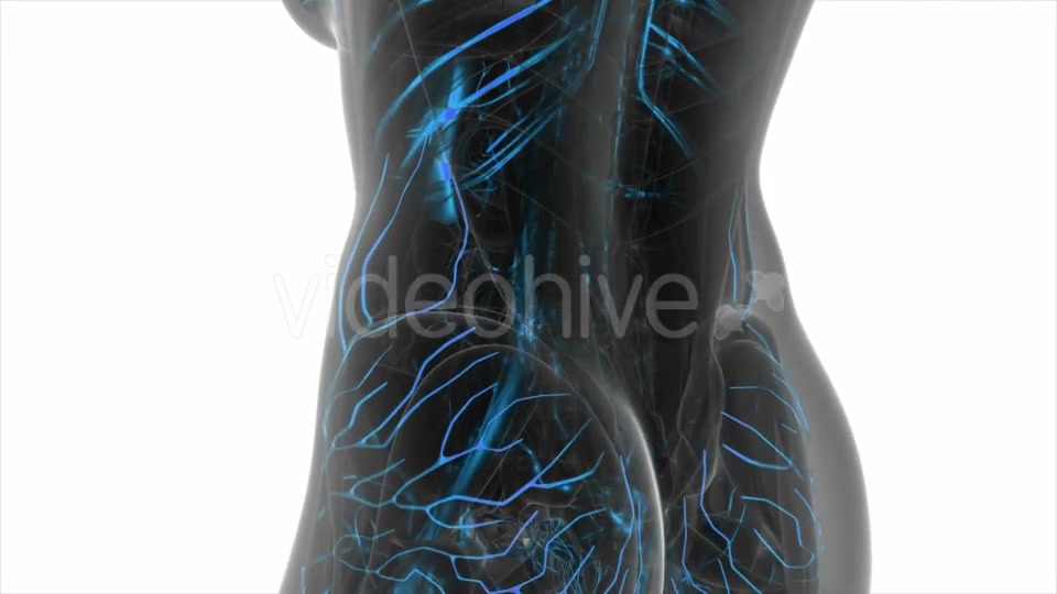 Human Body with Glow Blood Vessels - Download Videohive 19518976