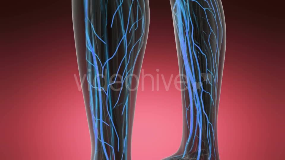 Human Body with Glow Blood Vessels - Download Videohive 19519013