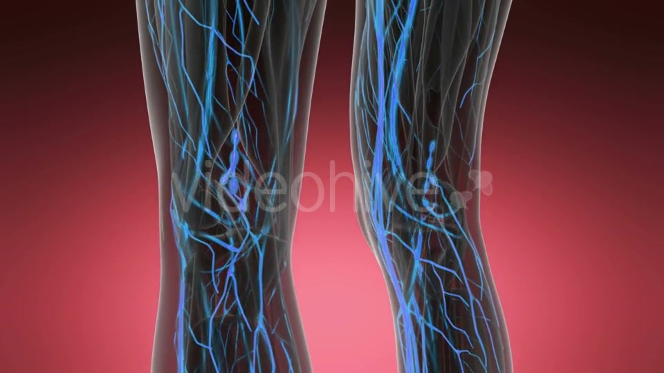 Human Body with Glow Blood Vessels - Download Videohive 19519013