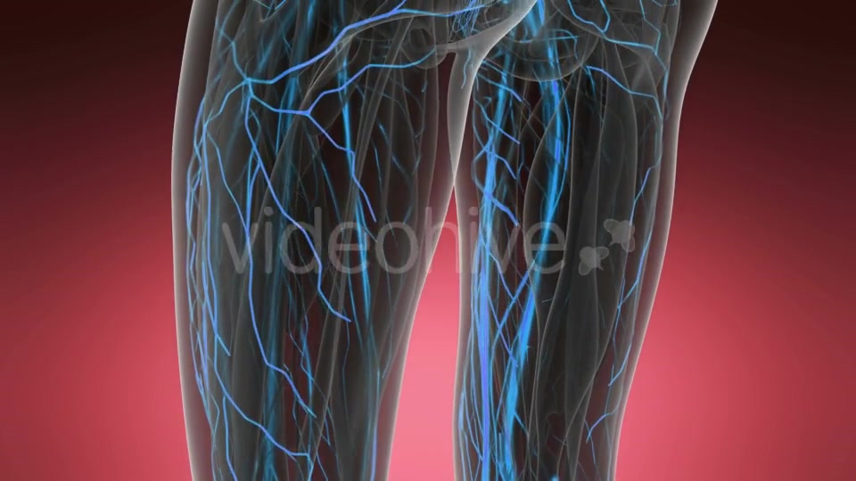 Human Body with Glow Blood Vessels - Download Videohive 19519013