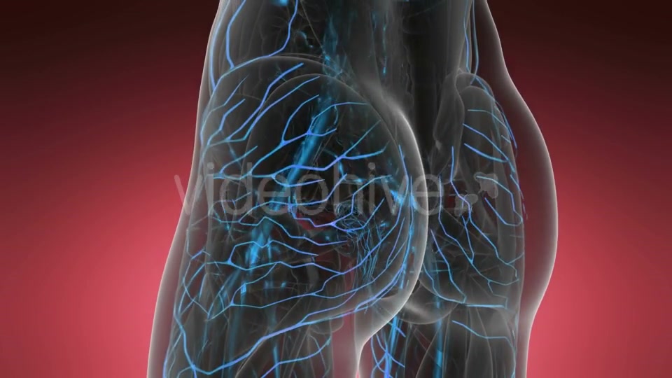 Human Body with Glow Blood Vessels - Download Videohive 19519013