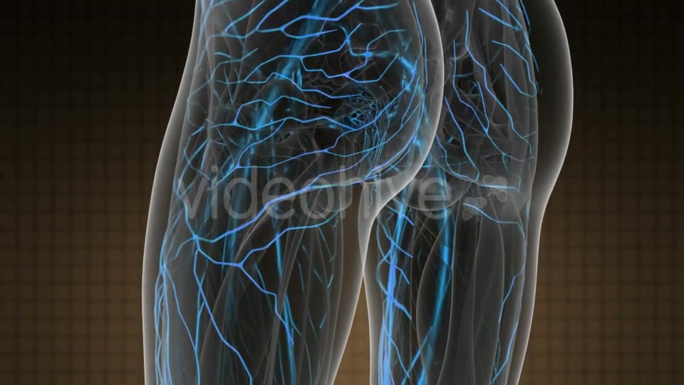 Human Body with Glow Blood Vessels - Download Videohive 19883025