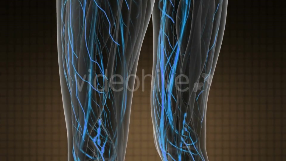 Human Body with Glow Blood Vessels - Download Videohive 19883025