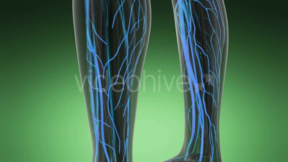 Human Body with Glow Blood Vessels - Download Videohive 19989905