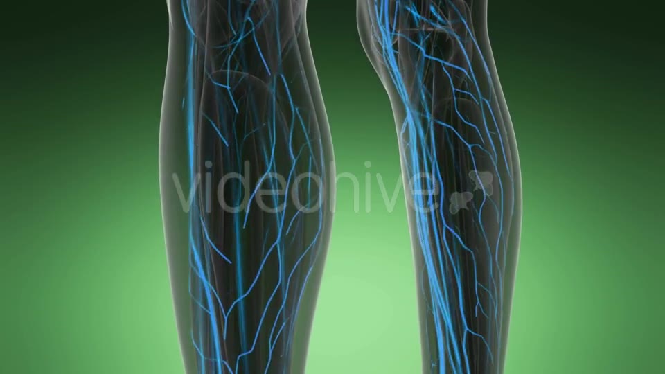 Human Body with Glow Blood Vessels - Download Videohive 19989905