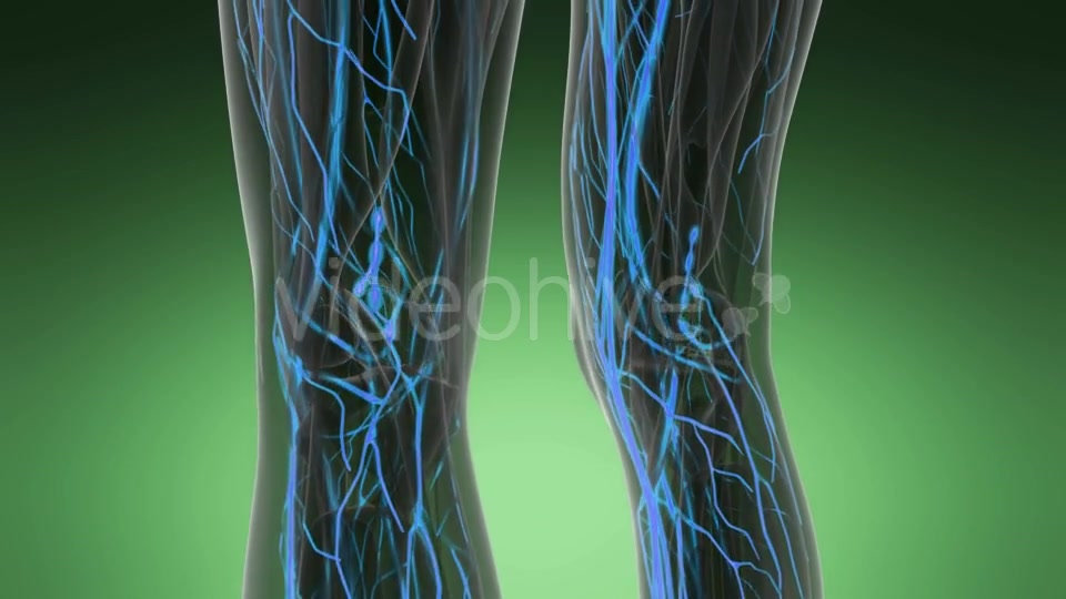 Human Body with Glow Blood Vessels - Download Videohive 19989905