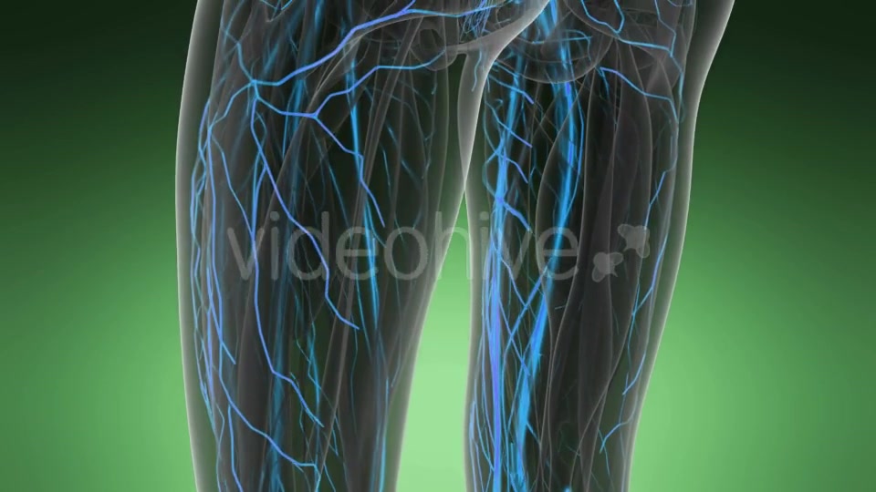 Human Body with Glow Blood Vessels - Download Videohive 19989905