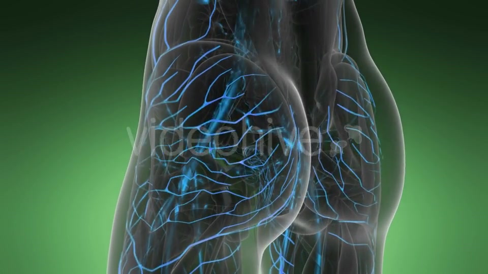 Human Body with Glow Blood Vessels - Download Videohive 19989905