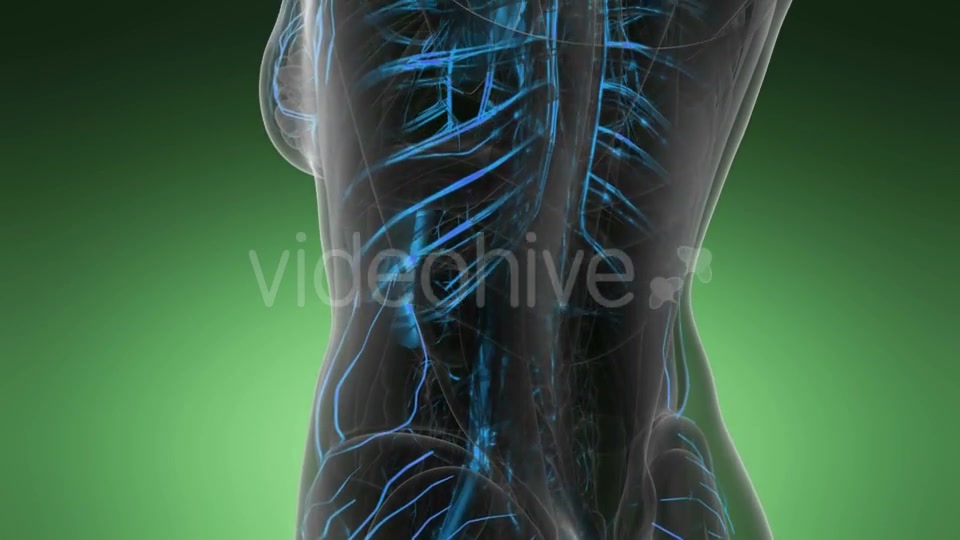 Human Body with Glow Blood Vessels - Download Videohive 19989905