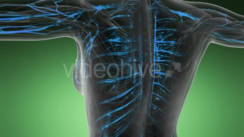 Human Body with Glow Blood Vessels - Download Videohive 19989905