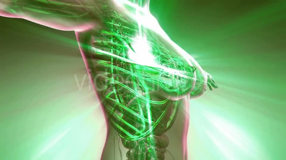 Human Body with Glow Blood Vessels - Download Videohive 20010588