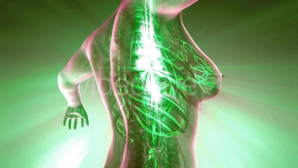Human Body with Glow Blood Vessels - Download Videohive 20010588