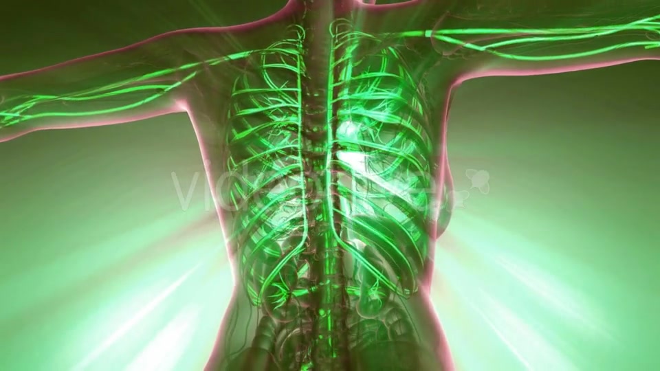 Human Body with Glow Blood Vessels - Download Videohive 20010588