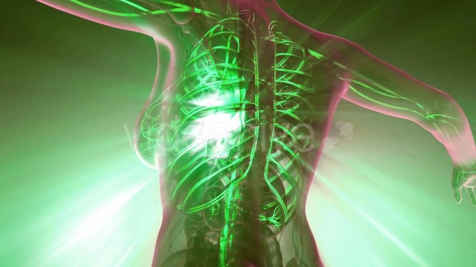 Human Body with Glow Blood Vessels - Download Videohive 20010588