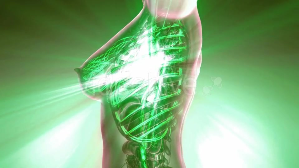 Human Body with Glow Blood Vessels - Download Videohive 20010588