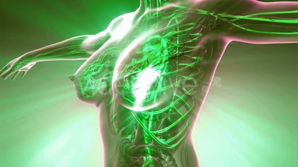 Human Body with Glow Blood Vessels - Download Videohive 20010588