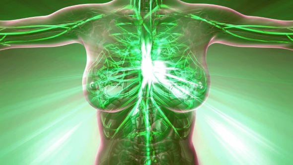 Human Body with Glow Blood Vessels - Download Videohive 20010588
