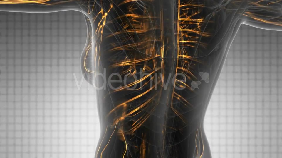 Human Body with Glow Blood Vessels - Download Videohive 20290775