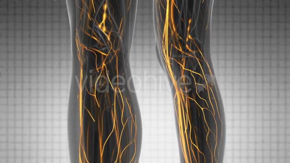 Human Body with Glow Blood Vessels - Download Videohive 20290775