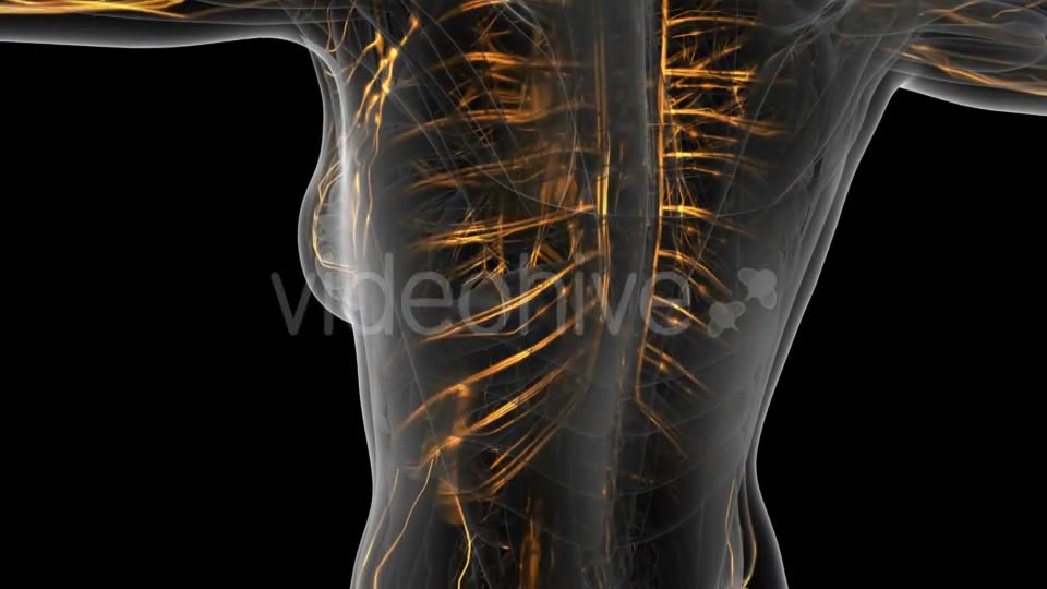 Human Body with Glow Blood Vessels - Download Videohive 20290811