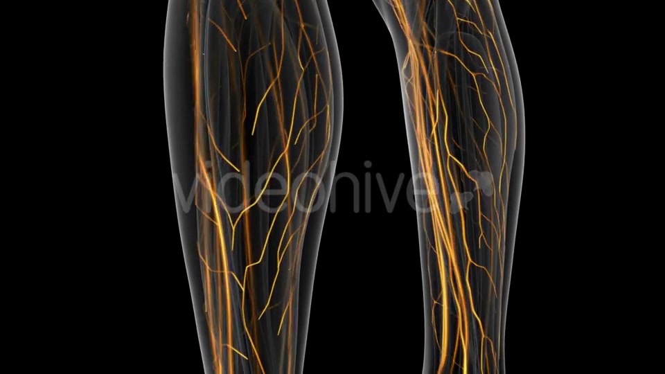 Human Body with Glow Blood Vessels - Download Videohive 20290811