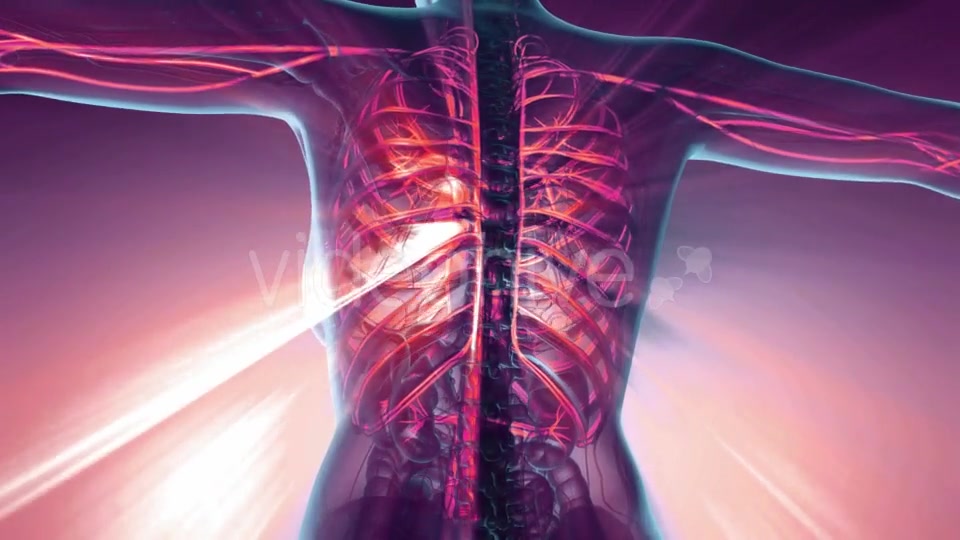 Human Body with Glow Blood Vessels - Download Videohive 20354243