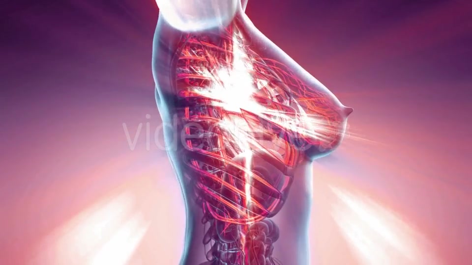 Human Body with Glow Blood Vessels - Download Videohive 20354243