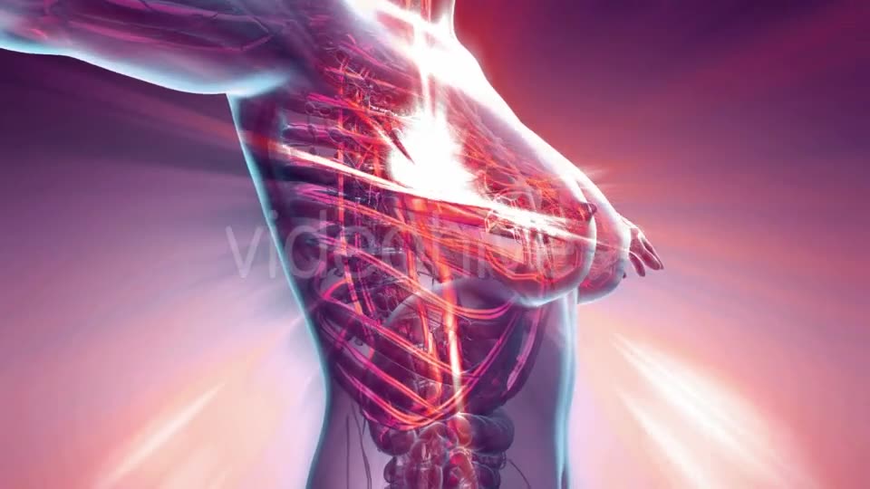 Human Body with Glow Blood Vessels - Download Videohive 20354327
