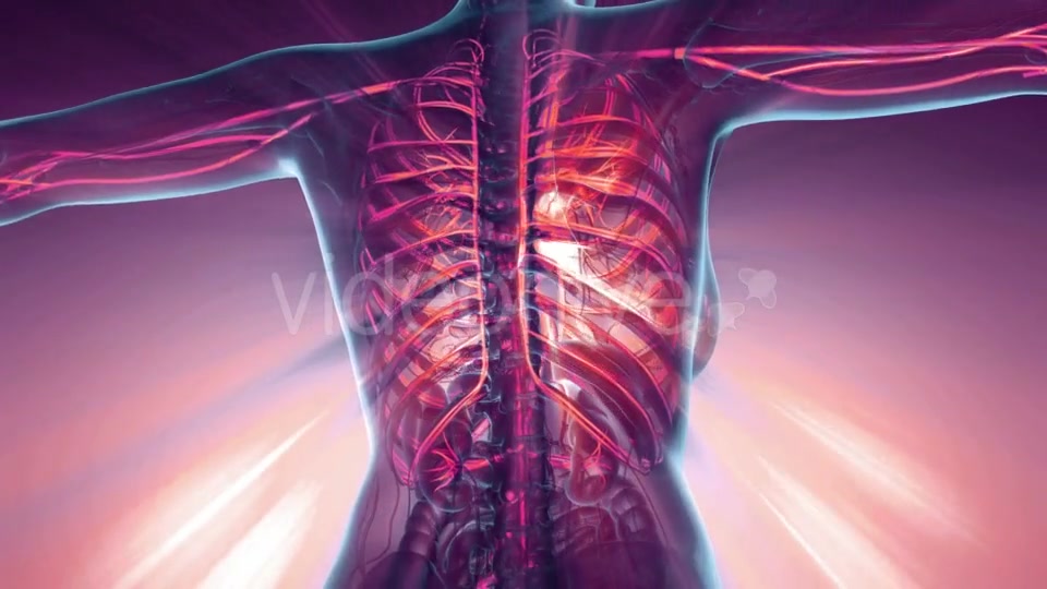 Human Body with Glow Blood Vessels - Download Videohive 20354327