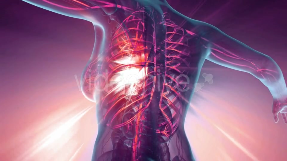 Human Body with Glow Blood Vessels - Download Videohive 20354327