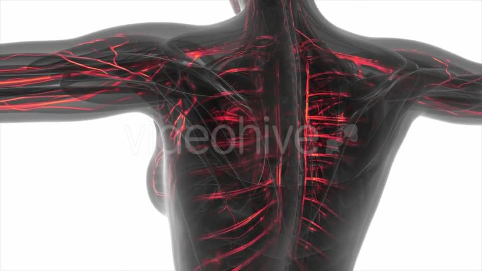 Human Body with Glow Blood Vessels - Download Videohive 20506634