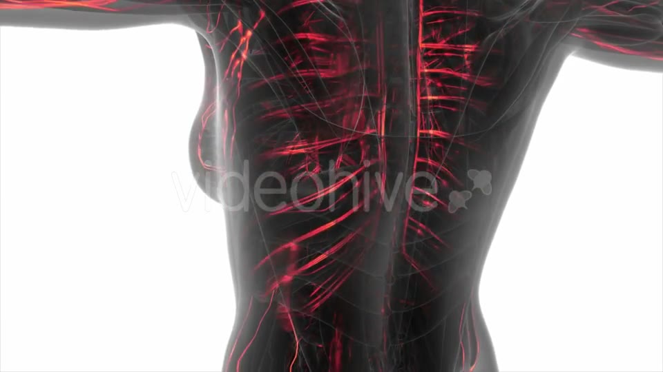 Human Body with Glow Blood Vessels - Download Videohive 20506634