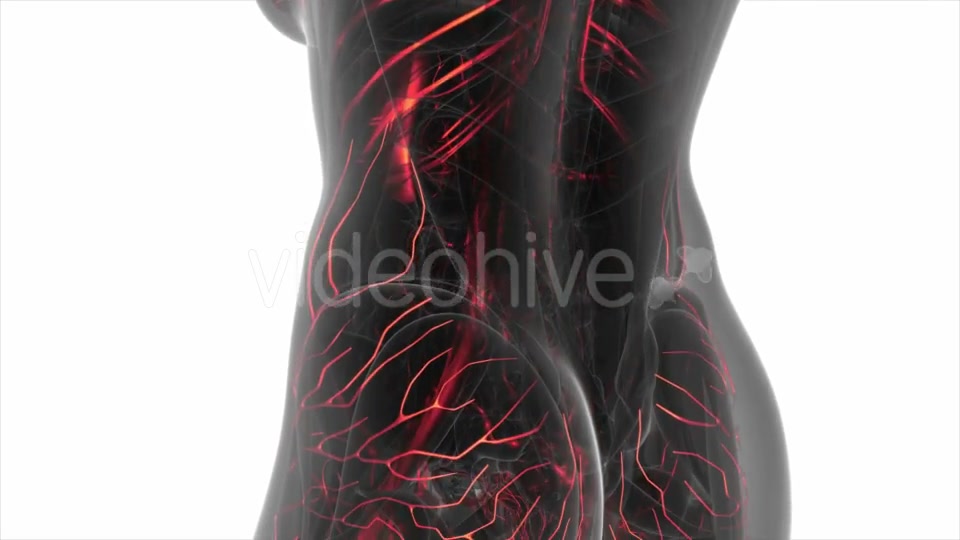 Human Body with Glow Blood Vessels - Download Videohive 20506634