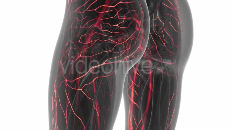 Human Body with Glow Blood Vessels - Download Videohive 20506634