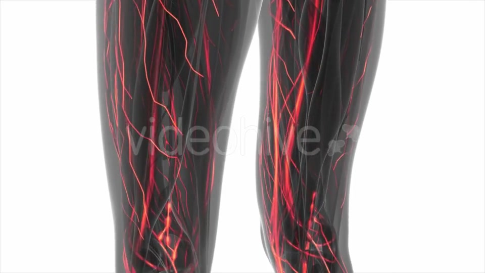 Human Body with Glow Blood Vessels - Download Videohive 20506634