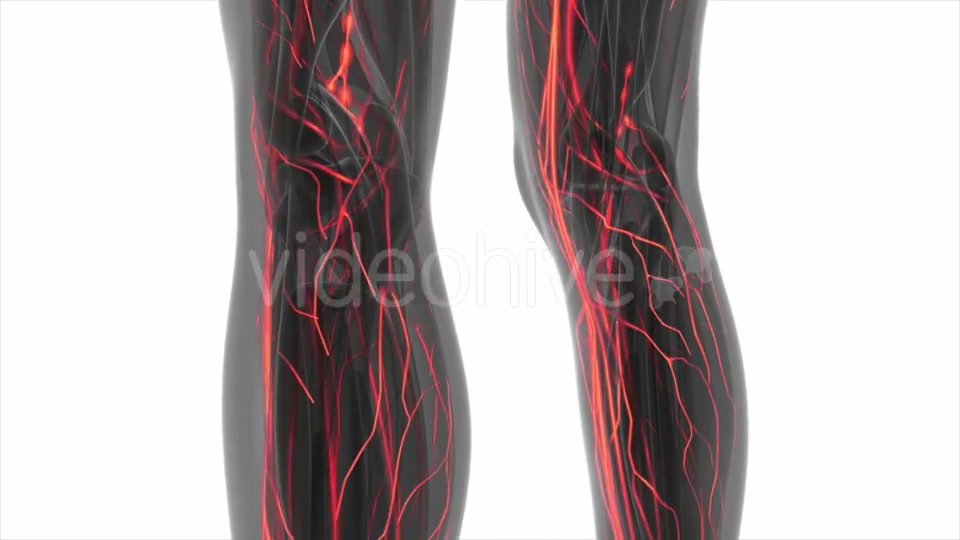 Human Body with Glow Blood Vessels - Download Videohive 20506634