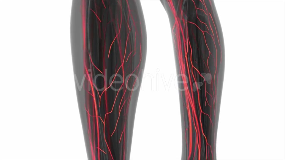 Human Body with Glow Blood Vessels - Download Videohive 20506634