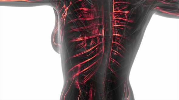 Human Body with Glow Blood Vessels - Download Videohive 20506634