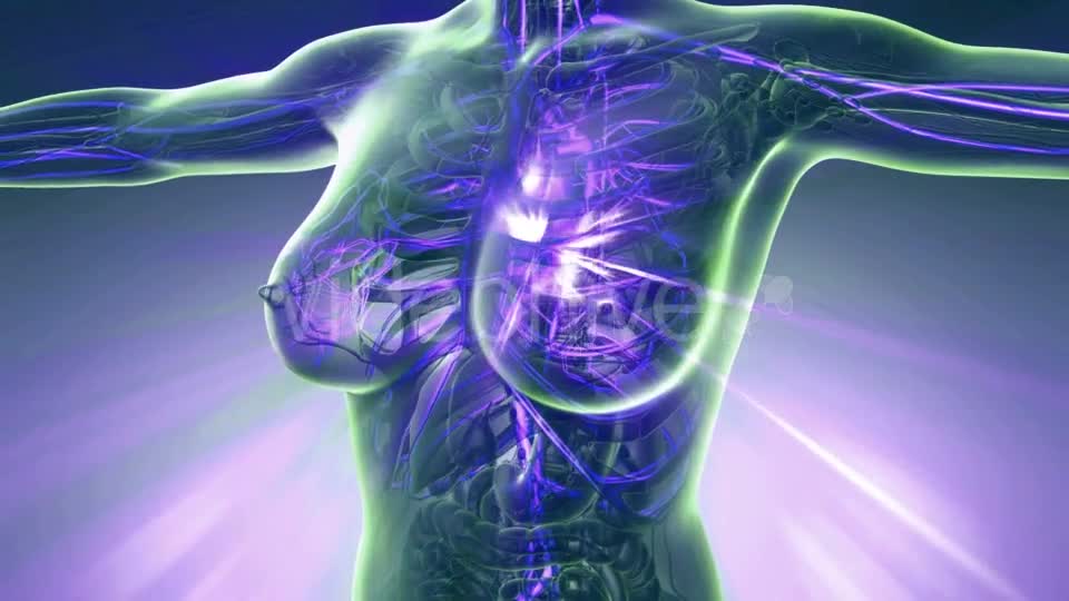 Human Body with Glow Blood Vessels - Download Videohive 20506664