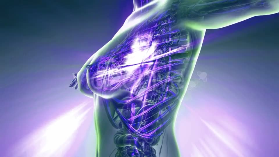 Human Body with Glow Blood Vessels - Download Videohive 20506664