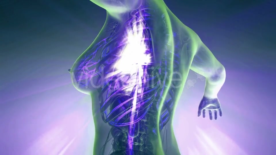 Human Body with Glow Blood Vessels - Download Videohive 20506664