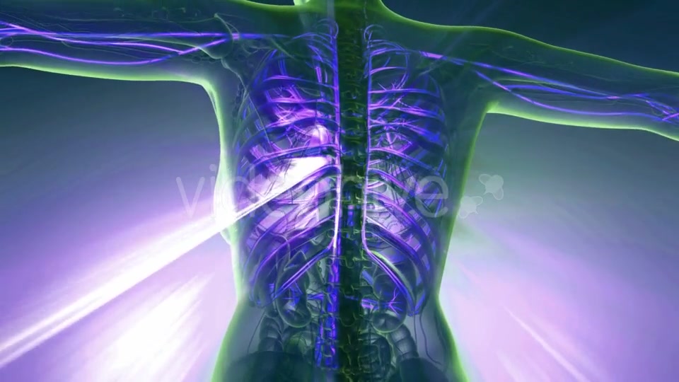 Human Body with Glow Blood Vessels - Download Videohive 20506664