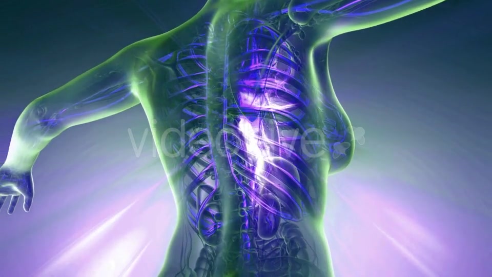 Human Body with Glow Blood Vessels - Download Videohive 20506664