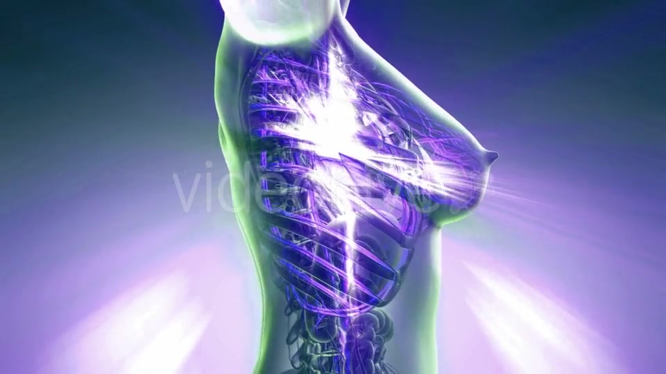 Human Body with Glow Blood Vessels - Download Videohive 20506664