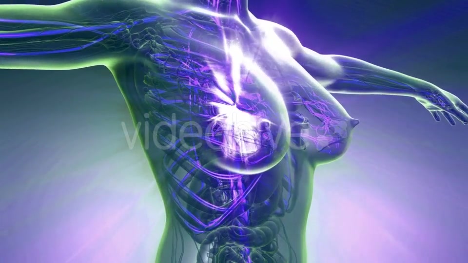 Human Body with Glow Blood Vessels - Download Videohive 20506664