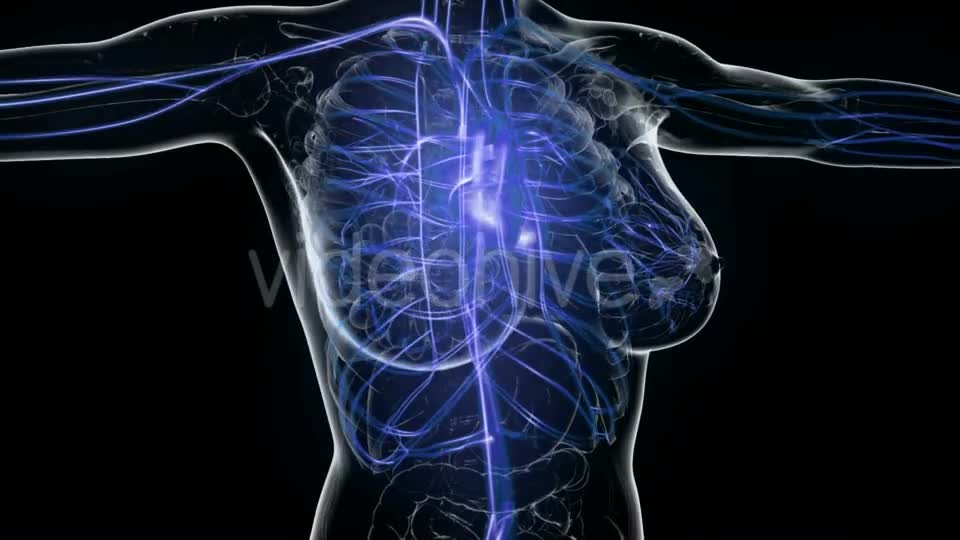 Human Body with Glow Blood Vessels - Download Videohive 20506695