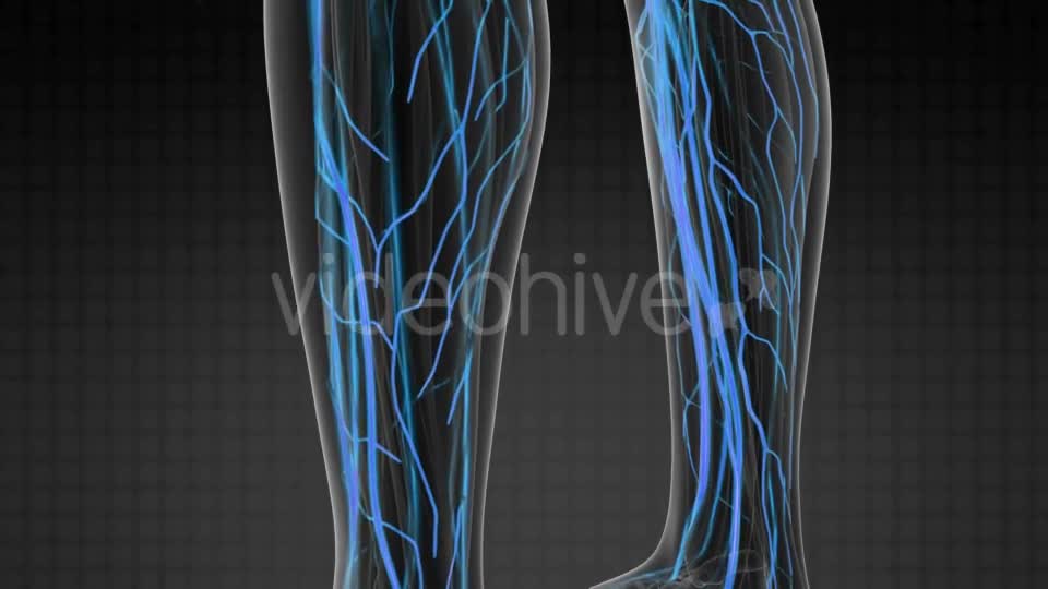 Human Body with Glow Blood Vessels - Download Videohive 20506703
